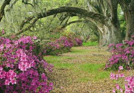 exotic park - exotic, flowers, nature, park