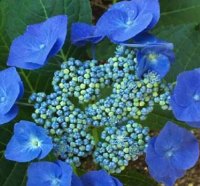 Lacecap Hydrangea