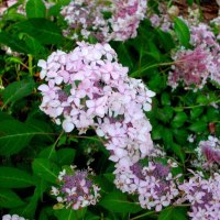 Sawtooth Hydrangea, Korea