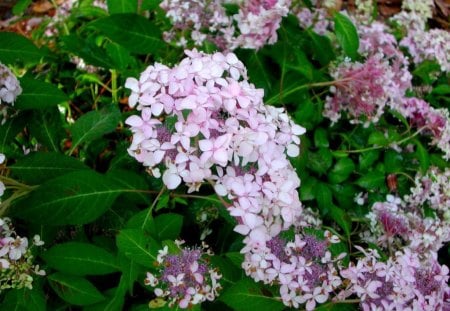 Sawtooth Hydrangea, Korea - sawtooth, japan, garden, korea, flower, hydrangea, pink