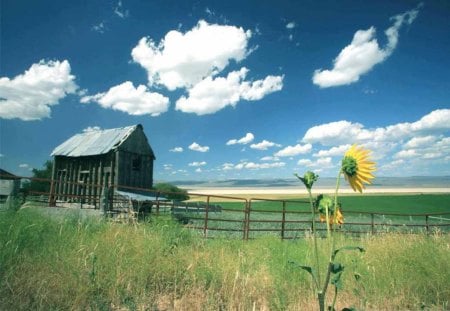 A Lone Summer Surprise in the Valley - one, sunflower, single, summer, old, barn, valley, abandoned