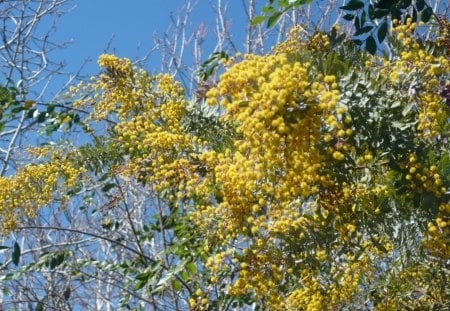 Our Aussie Wattle - colour, flower, tree, nature