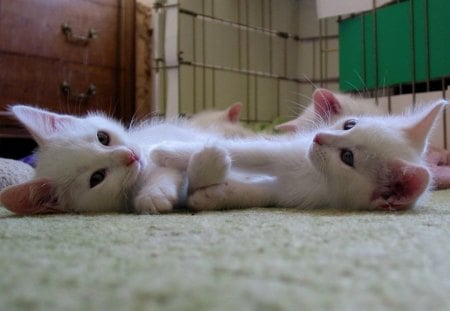 Joke Together - fun, happy, playing, white cat