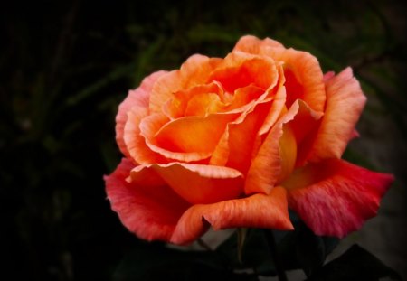 Rose - nature, orange, flowers, roses