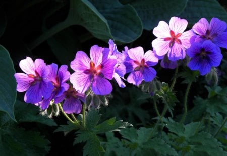 Petunias - flowers, pink, nature, petunias