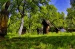 apiary in the orchard