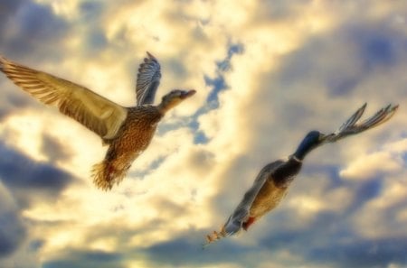 in flight - clouds, in flight, birds, rays, ducks, sun, sky