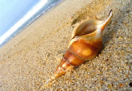 Sea shell - sands, beach, tropics, colorful, tropical, shore, exotic, waves, nature, rounded, sea shell, sea