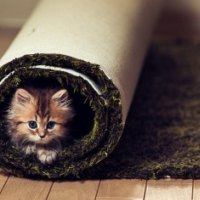 Carpet kitty