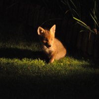 Fox Cub