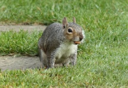 Stashing for winter - eating, squirrel, nut, hiding, grey