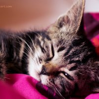 SOFT KITTY