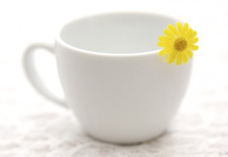 Still life - white, flower, yellow, cup