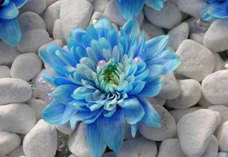 Blue...s - beads, gerbera, blue, pebbles