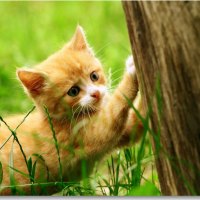 cute kitty
