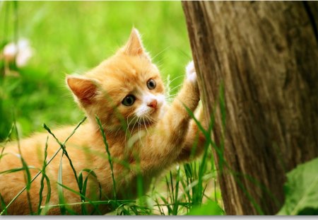 cute kitty - cute, animals, cats, kitty