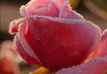 Pink rose frosted. - pink, rose, beautyfull, frosted