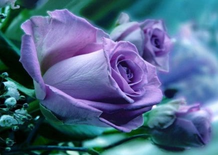 Purple rose - flowers, nature, purple, soft, rose, beauty, tender, petals