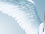 Angel wing