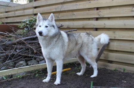 husky malamutte - dog, husky, mallamute, alaska