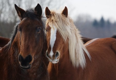 Lovers - horses, white, two, mane