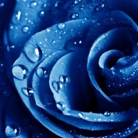 Beatiful Rose Blue