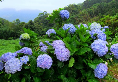 Hydrangea - pretty, flowering plants, lovely, mountain