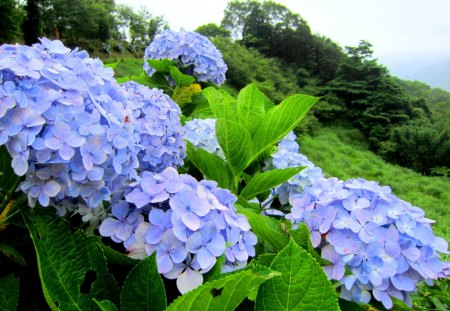 Hydrangea - pretty, flowering plants, lovely, mountain