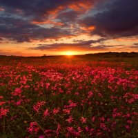 Sunset over the field