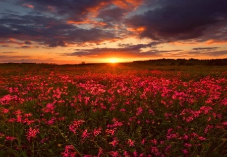 Sunset over the field - sky, sundown, sun, peaceful, sunset, field, meadow, amazing, pretty, clouds, rays, light, summer, lovely, nature, glow, beautiful, colors, sunrise, wildflowers, poppy