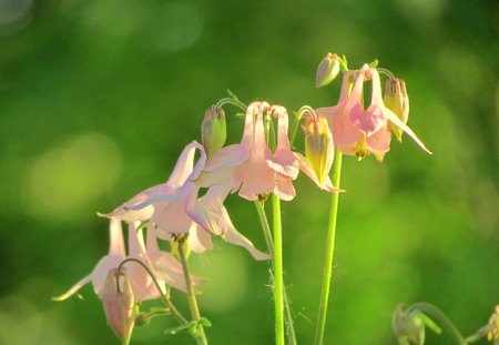 pink flower - misty, pink, summer, green