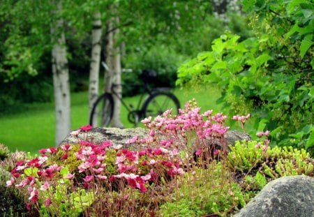 countryside - birch, green, bicycle, pink