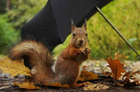 Does it rain ? - nut, umbrella, autumn, squirrel, leaves