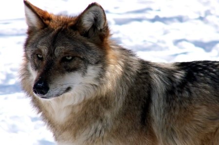 Wolf in snow - free, winter, predator, wild