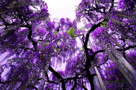 Purple Rain - nature, tree, flowers, japan