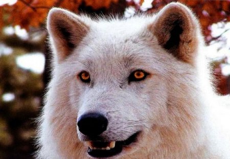 Portrait of a beauty - predator, wolf, beautiful, arctic, wildlife