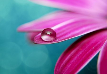 Close Up Flower - nature, blue, flower, pink