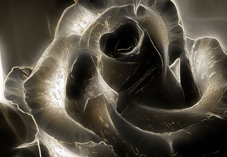 Black Rose - pistils, roses, artistic, multicolor, scene, light, appealing, flowers, garden, plants, alluring, black and white, abstract, engaging, attractive, colors, fullscreen, petals, natural, colours, nature, picture, brightness, gray, cute, high definition, background, sexy, neon, photo, desktop, view, enticing, hd, bewitching, winning, art, image, artwork, photography, photoshop, velvet rose, velvet, lovely, pc, seductive, black, colorful, bright, lightness, cena, multi-coloured, contrasts