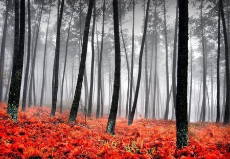 Magic of Autumn - panorama, colorful, white, amazing, paysage, grass, trunks, branches, clearings, scenic, smoke, nature, pink, beautiful, leaves, beauty, nice, trees, photography, image, black, foggy, foliage, mist, green, landscapes, forests, magical, shadows, paisage, paisaje, red, jungle, fog, scenery, awesome, gray, carpet, magic, grasslands, widescreen, wood, view, yellow, dark, cool, sunbeams, peisaje, cena, multi-coloured, smoky, scenario, maroon, dawn, photoshop, mystic, autumn, leaf, brown, multicolor, orange, scene, fullscreen, morning, paisagem, day, mystical, plants, picture, colours, cenario, grove, colors, photo