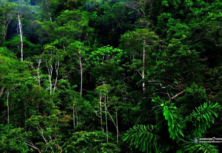 Linda paisagem - natureza, verde, floresta, bonito, arvores