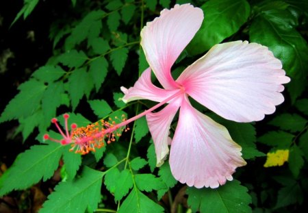 Hibiscus rosa-sinensis L. - flower, queen of tropics, evergreen shrub, in the mountain