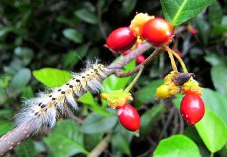 Caterpillar - forest, caterpillar, mountain, tree