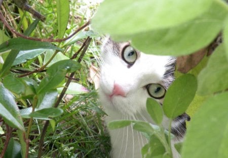 hidding.... - garden, hidding, cat, animals