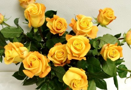 Yellow roses - yellow, roses, soft, petals, leaves, bouquet, flowers, yellow roses