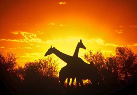 Giraffe Silhouettes - sunset, giraffe, photography, silhouette, shadow, creative