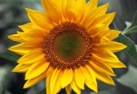 Sunflower for my sunny Annie - sunflower, sunshine, yellow, soft, petals, tenderness, sunny, flower