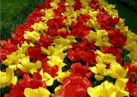 Yellow and red - tulips, carpet, yellow, i, red