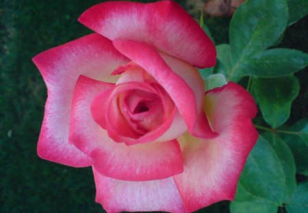 a red rose - the quen of the gardens, a beautiful flower, a red rose, a rose