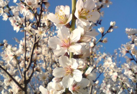 spring blossoms - white flowers, the beauty of the fruit tree, spring, springtime