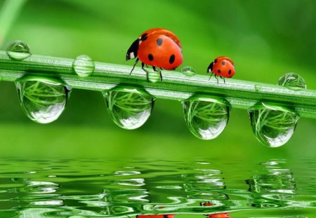 Ladybirds - ladybirds, narure, water, wet, green, sweet, drops